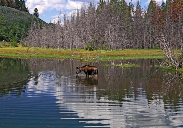 197 grand teton national park, eland.JPG